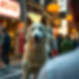 Aidoge 상장에 대한 심도 깊은 분석 Introduction